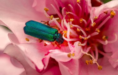 Bahçedeki güzel böceği kapat.