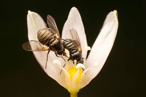 Макро Снимки Красивая Природа Крупный План Красивые Housefly Сидя Цветок — стоковое фото
