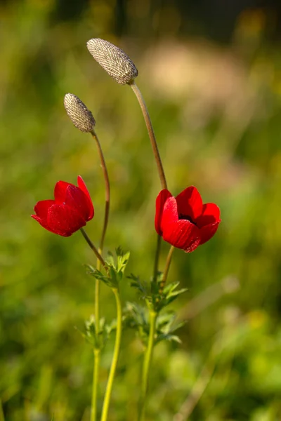 Close Beautiful Macro Shot Field Flowers — Stock Photo, Image