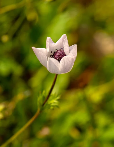 Güzel Tarla Çiçeklerinin Makro Çekimlerini Kapat — Stok fotoğraf