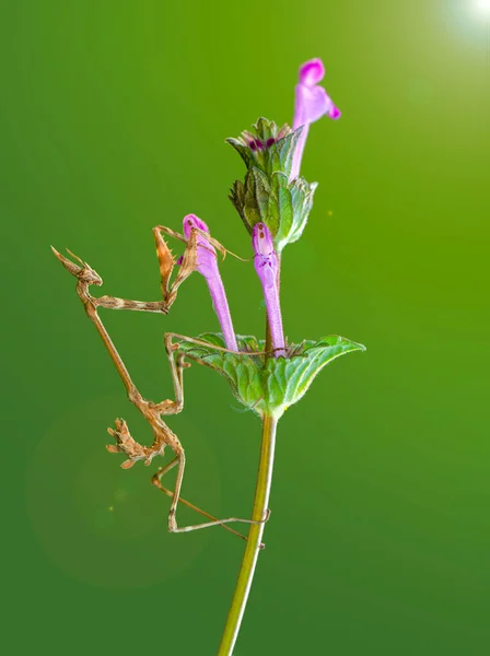 Macro Photographie Belle Mante Européenne Mantis Religiosa Mimétisme Sur Végétation — Photo