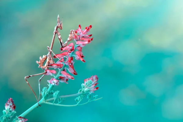 大型摄影 美丽的欧洲螳螂在植被上模仿 等待猎物 — 图库照片