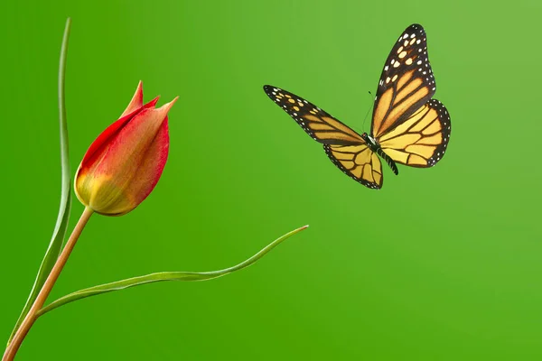 Makroaufnahmen Schöne Naturszene Nahaufnahme Schöner Schmetterling Sitzt Auf Der Blume Stockbild