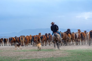 12 / 03 / 2023 Türkiye / Kayseri: Vahşi atlar (nam-ı diğer Ylk Atlar) özgürlüğe koşuyorlar. Kapadokya ile Kayseri arasında, Hrmetci Köyü yakınlarında çekildi.