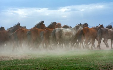 12 / 03 / 2023 Türkiye / Kayseri: Vahşi atlar (nam-ı diğer Ylk Atlar) özgürlüğe koşuyorlar. Kapadokya ile Kayseri arasında, Hrmetci Köyü yakınlarında çekildi.