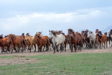 12 / 03 / 2023 Türkiye / Kayseri: Vahşi atlar (nam-ı diğer Ylk Atlar) özgürlüğe koşuyorlar. Kapadokya ile Kayseri arasında, Hrmetci Köyü yakınlarında çekildi.