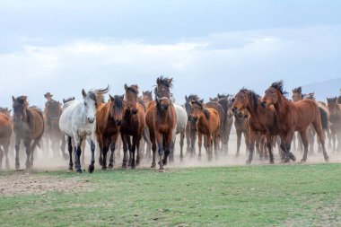 12 / 03 / 2023 Türkiye / Kayseri: Vahşi atlar (nam-ı diğer Ylk Atlar) özgürlüğe koşuyorlar. Kapadokya ile Kayseri arasında, Hrmetci Köyü yakınlarında çekildi.