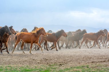 12 / 03 / 2023 Türkiye / Kayseri: Vahşi atlar (nam-ı diğer Ylk Atlar) özgürlüğe koşuyorlar. Kapadokya ile Kayseri arasında, Hrmetci Köyü yakınlarında çekildi.