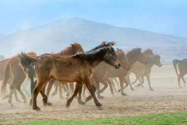 12 / 03 / 2023 Türkiye / Kayseri: Vahşi atlar (nam-ı diğer Ylk Atlar) özgürlüğe koşuyorlar. Kapadokya ile Kayseri arasında, Hrmetci Köyü yakınlarında çekildi.