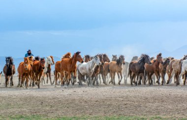 12 / 03 / 2023 Türkiye / Kayseri: Vahşi atlar (nam-ı diğer Ylk Atlar) özgürlüğe koşuyorlar. Kapadokya ile Kayseri arasında, Hrmetci Köyü yakınlarında çekildi.