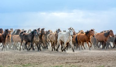 12 / 03 / 2023 Türkiye / Kayseri: Vahşi atlar (nam-ı diğer Ylk Atlar) özgürlüğe koşuyorlar. Kapadokya ile Kayseri arasında, Hrmetci Köyü yakınlarında çekildi.