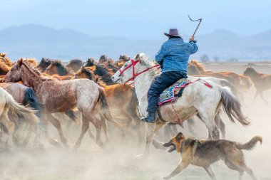 12 / 03 / 2023 Türkiye / Kayseri: Vahşi atlar (nam-ı diğer Ylk Atlar) özgürlüğe koşuyorlar. Kapadokya ile Kayseri arasında, Hrmetci Köyü yakınlarında çekildi.