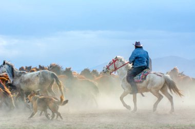 12 / 03 / 2023 Türkiye / Kayseri: Vahşi atlar (nam-ı diğer Ylk Atlar) özgürlüğe koşuyorlar. Kapadokya ile Kayseri arasında, Hrmetci Köyü yakınlarında çekildi.