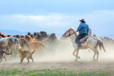 12 / 03 / 2023 Türkiye / Kayseri: Vahşi atlar (nam-ı diğer Ylk Atlar) özgürlüğe koşuyorlar. Kapadokya ile Kayseri arasında, Hrmetci Köyü yakınlarında çekildi.