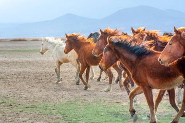 12 / 03 / 2023 Türkiye / Kayseri: Vahşi atlar (nam-ı diğer Ylk Atlar) özgürlüğe koşuyorlar. Kapadokya ile Kayseri arasında, Hrmetci Köyü yakınlarında çekildi.