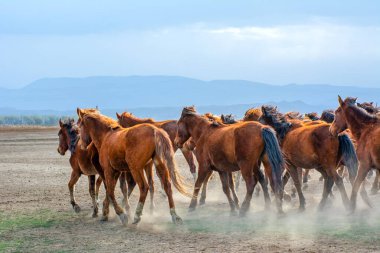 12 / 03 / 2023 Türkiye / Kayseri: Vahşi atlar (nam-ı diğer Ylk Atlar) özgürlüğe koşuyorlar. Kapadokya ile Kayseri arasında, Hrmetci Köyü yakınlarında çekildi.