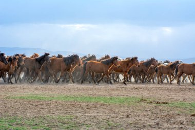 12 / 03 / 2023 Türkiye / Kayseri: Vahşi atlar (nam-ı diğer Ylk Atlar) özgürlüğe koşuyorlar. Kapadokya ile Kayseri arasında, Hrmetci Köyü yakınlarında çekildi.