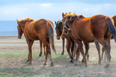 12 / 03 / 2023 Türkiye / Kayseri: Vahşi atlar (nam-ı diğer Ylk Atlar) özgürlüğe koşuyorlar. Kapadokya ile Kayseri arasında, Hrmetci Köyü yakınlarında çekildi.