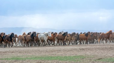 12 / 03 / 2023 Türkiye / Kayseri: Vahşi atlar (nam-ı diğer Ylk Atlar) özgürlüğe koşuyorlar. Kapadokya ile Kayseri arasında, Hrmetci Köyü yakınlarında çekildi.