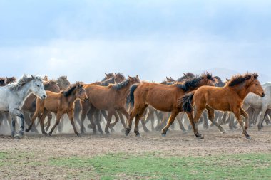 12 / 03 / 2023 Türkiye / Kayseri: Vahşi atlar (nam-ı diğer Ylk Atlar) özgürlüğe koşuyorlar. Kapadokya ile Kayseri arasında, Hrmetci Köyü yakınlarında çekildi.