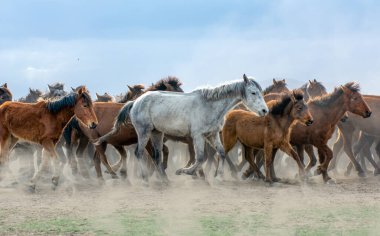 12 / 03 / 2023 Türkiye / Kayseri: Vahşi atlar (nam-ı diğer Ylk Atlar) özgürlüğe koşuyorlar. Kapadokya ile Kayseri arasında, Hrmetci Köyü yakınlarında çekildi.