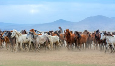 12 / 03 / 2023 Türkiye / Kayseri: Vahşi atlar (nam-ı diğer Ylk Atlar) özgürlüğe koşuyorlar. Kapadokya ile Kayseri arasında, Hrmetci Köyü yakınlarında çekildi.