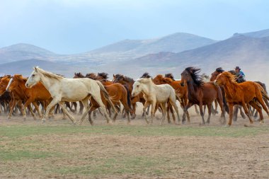 Vahşi atlar (nam-ı diğer Ylk Atlar) özgürlüğe koşuyorlar. Kapadokya ile Kayseri arasında, Hrmetci Köyü yakınlarında çekildi.