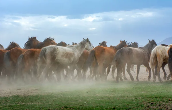 2023 Turkije Kayseri Wilde Paarden Alias Ylk Atlar Rennen Naar — Stockfoto