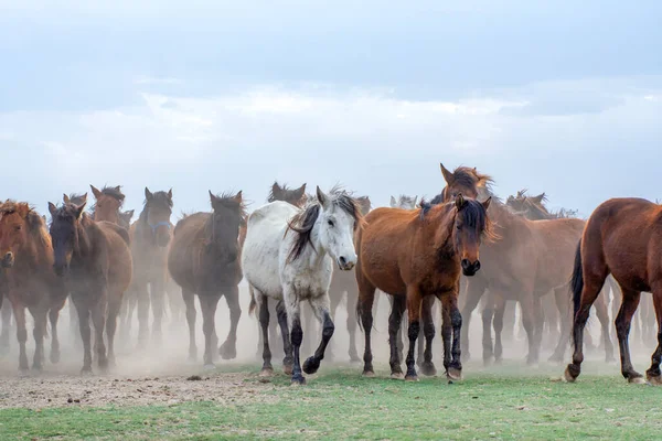 2023年3月12日トルコ カセリ 野生の馬 別名Ylk Atlar が自由のために走っています トルコのカッパドキアとカセリの間のヘルメッティ村付近で撮影 — ストック写真