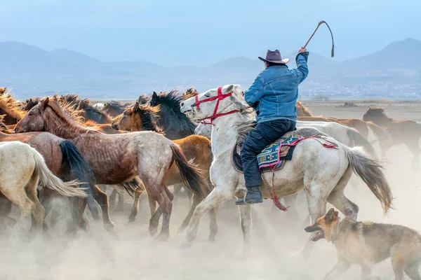 stock image 12/03/2023  Turkey / Kayseri : Wild horses (aka Ylk Atlar) are running to freedom. Taken near Hrmetci Village, between Cappadocia and Kayseri, Turkey.