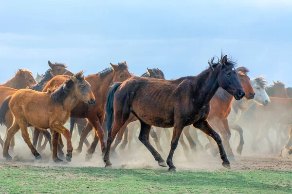 2023 Turkey Kayseri Wild Horses Aka Ylk Atlar Running Freedom — Stock Photo, Image