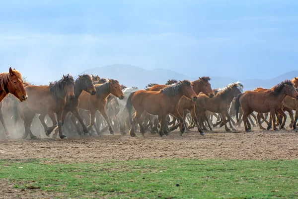 2023 Türkei Kayseri Wildpferde Alias Ylk Atlar Rennen Die Freiheit — Stockfoto