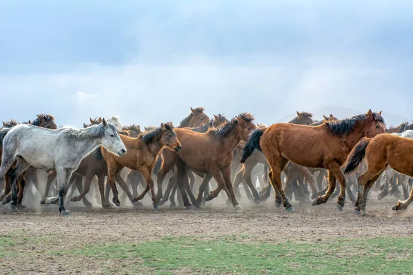 2023 Turkey Kayseri Wild Horses Aka Ylk Atlar Running Freedom — Stock Photo, Image