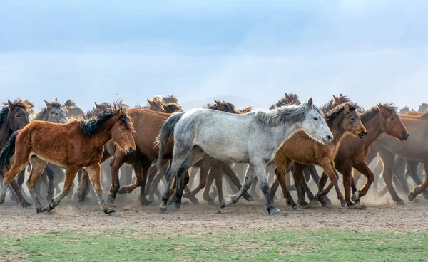 2023 Türkei Kayseri Wildpferde Alias Ylk Atlar Rennen Die Freiheit — Stockfoto
