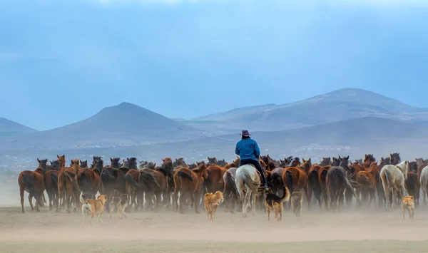 stock image Wild horses (aka Ylk Atlar) are running to freedom. Taken near Hrmetci Village, between Cappadocia and Kayseri, Turkey.