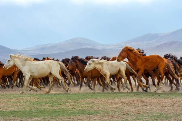 Vahşi atlar (nam-ı diğer Ylk Atlar) özgürlüğe koşuyorlar. Kapadokya ile Kayseri arasında, Hrmetci Köyü yakınlarında çekildi.