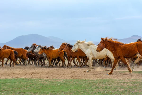 Vahşi atlar (nam-ı diğer Ylk Atlar) özgürlüğe koşuyorlar. Kapadokya ile Kayseri arasında, Hrmetci Köyü yakınlarında çekildi.