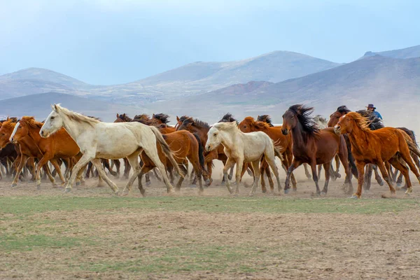 野生の馬 別名Ylk Atlar は自由へと走っています トルコのカッパドキアとカセリの間のヘルメッティ村付近で撮影 ストック写真