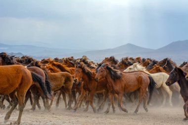 Vahşi atlar (nam-ı diğer Ylk Atlar) özgürlüğe koşuyorlar. Kapadokya ile Kayseri arasında, Hrmetci Köyü yakınlarında çekildi.