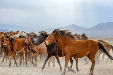 Vahşi atlar (nam-ı diğer Ylk Atlar) özgürlüğe koşuyorlar. Kapadokya ile Kayseri arasında, Hrmetci Köyü yakınlarında çekildi.