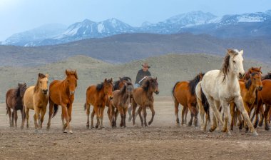 Vahşi atlar (nam-ı diğer Ylk Atlar) özgürlüğe koşuyorlar. Kapadokya ile Kayseri arasında, Hrmetci Köyü yakınlarında çekildi.