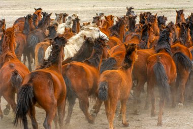 Vahşi atlar (nam-ı diğer Ylk Atlar) özgürlüğe koşuyorlar. Kapadokya ile Kayseri arasında, Hrmetci Köyü yakınlarında çekildi.