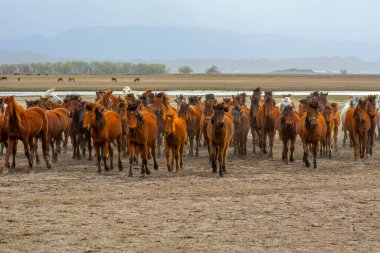 Vahşi atlar (nam-ı diğer Ylk Atlar) özgürlüğe koşuyorlar. Kapadokya ile Kayseri arasında, Hrmetci Köyü yakınlarında çekildi.