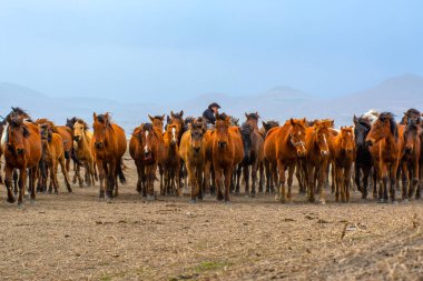 Vahşi atlar (nam-ı diğer Ylk Atlar) özgürlüğe koşuyorlar. Kapadokya ile Kayseri arasında, Hrmetci Köyü yakınlarında çekildi.