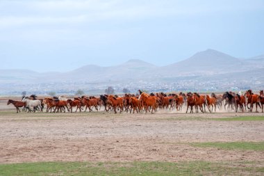 Vahşi atlar (nam-ı diğer Ylk Atlar) özgürlüğe koşuyorlar. Kapadokya ile Kayseri arasında, Hrmetci Köyü yakınlarında çekildi.