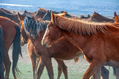 Vahşi atlar (nam-ı diğer Ylk Atlar) özgürlüğe koşuyorlar. Kapadokya ile Kayseri arasında, Hrmetci Köyü yakınlarında çekildi.
