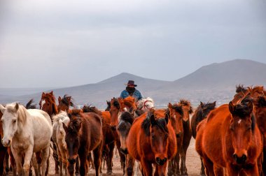 Vahşi atlar (nam-ı diğer Ylk Atlar) özgürlüğe koşuyorlar. Kapadokya ile Kayseri arasında, Hrmetci Köyü yakınlarında çekildi.