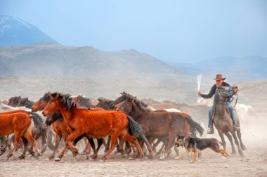 12 / 03 / 2023 Türkiye / Kayseri: Vahşi atlar (nam-ı diğer Ylk Atlar) özgürlüğe koşuyorlar. Kapadokya ile Kayseri arasında, Hrmetci Köyü yakınlarında çekildi.