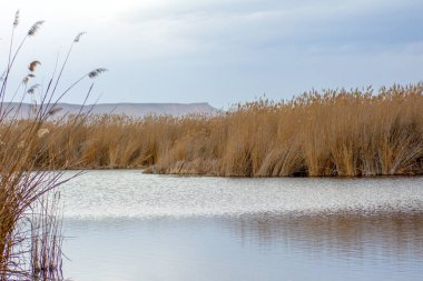 Sultan sazl kayseri Sultan Reedy Milli Parkı Kayseri TrkeySultan Reedy Milli Parkı (Sultan Sazligi) ve karlı Erciyes Dağı, Kayseri, Türkiye. Tahta köprü / iskele göl üzerinde 1 km uzunluğunda..