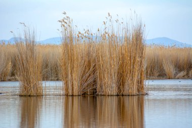 Sultan sazl kayseri Sultan Reedy Milli Parkı Kayseri TrkeySultan Reedy Milli Parkı (Sultan Sazligi) ve karlı Erciyes Dağı, Kayseri, Türkiye. Tahta köprü / iskele göl üzerinde 1 km uzunluğunda..
